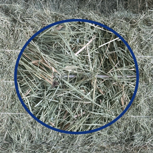 String Bermuda