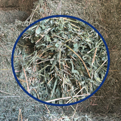 Alfalfa